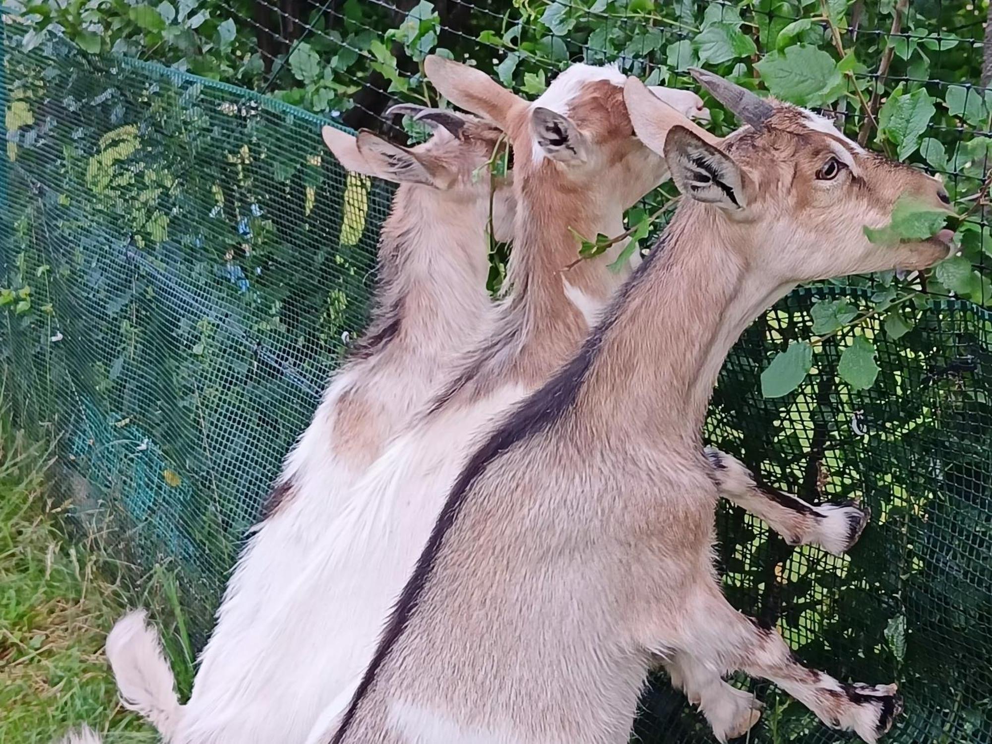 Domek Nad Lasem Koniaków Eksteriør bilde
